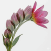 Blooming Flower Phases